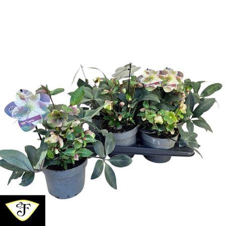 arr8 Hell Viv Valeria