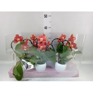 Phalaenopsis   ...orange