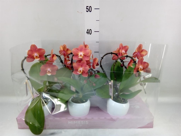 <h4>Phalaenopsis   ...orange</h4>