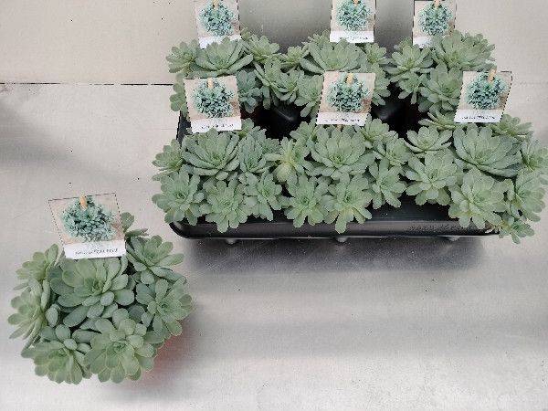 <h4>ECHEVERIA ELEGANS P11</h4>