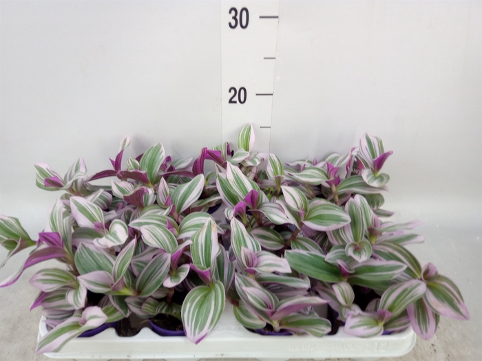 <h4>Tradescantia albif. 'Nanouk'</h4>