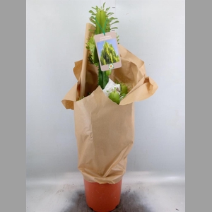 Euphorbia   ...