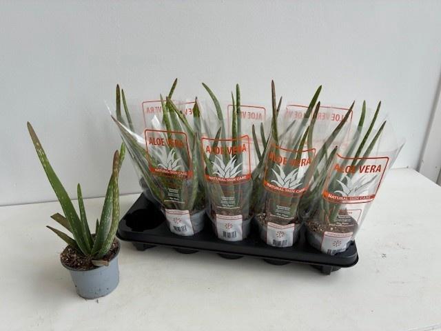 <h4>ALOE VERA</h4>