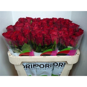 R Gr Madam Red (big)