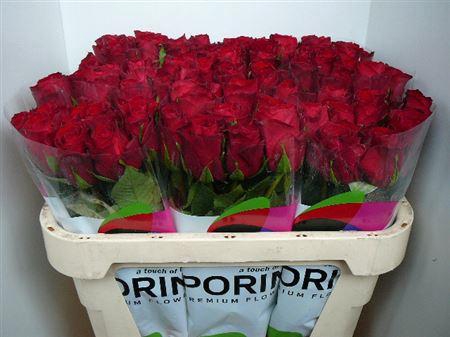 <h4>R Gr Madam Red (big)</h4>