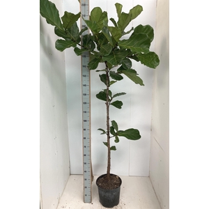FICUS LYRATA