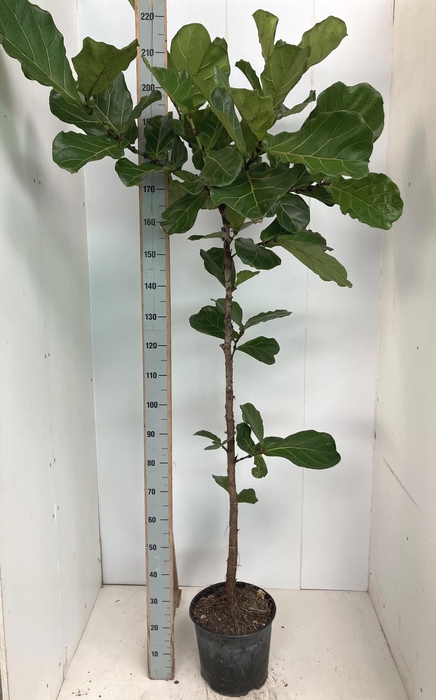 <h4>FICUS LYRATA</h4>