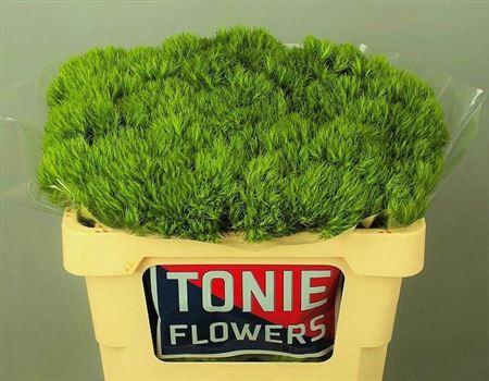 <h4>Di Barb Green Wicky</h4>