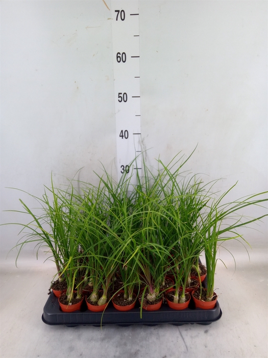 <h4>Beaucarnea recurvata</h4>