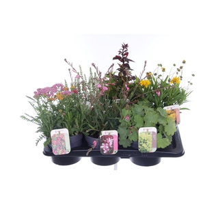 Vaste planten mix in tray