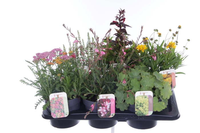 <h4>Vaste planten mix in tray</h4>