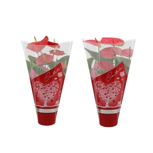Anthurium 12 cm Red & Pink mix in Couture heart sleeve