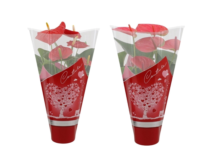 <h4>Anthurium 12 cm Red & Pink mix in Couture heart sleeve</h4>