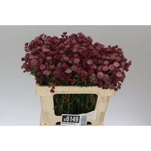 Astrantia Purple Sensation