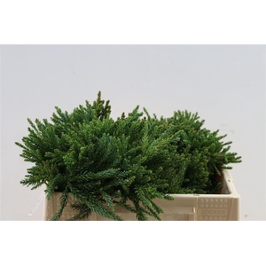 Cryptomeria Japonica Cinderella Bio