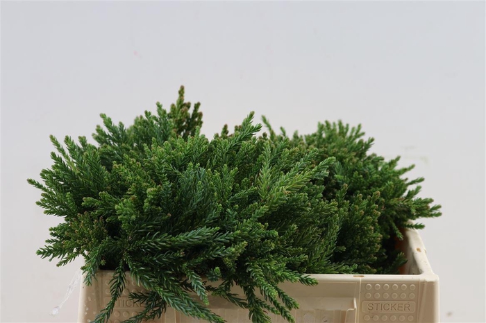 <h4>Cryptomeria Japonica Cinderella Bio</h4>