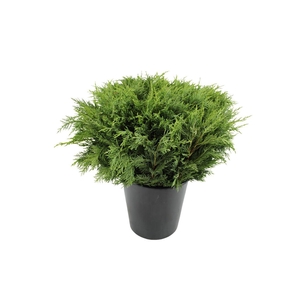 Conifeer Groen Per Bos (10 Tak)