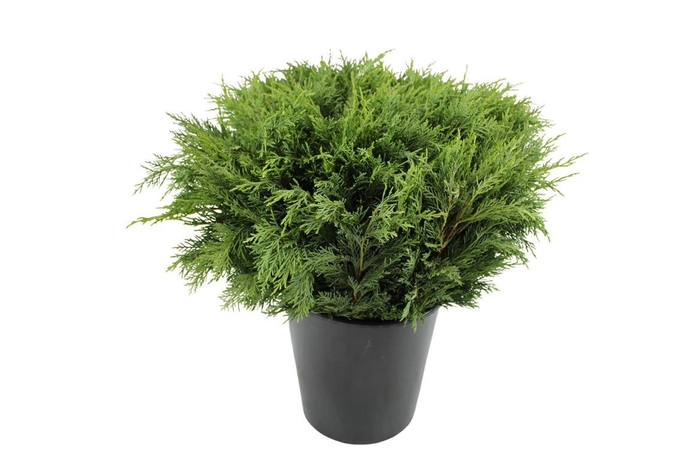 <h4>Conifeer Groen Per Bos (10 Tak)</h4>