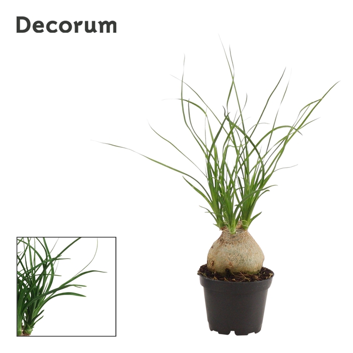 <h4>Beaucarnea bol 6 cm (Decorum)</h4>