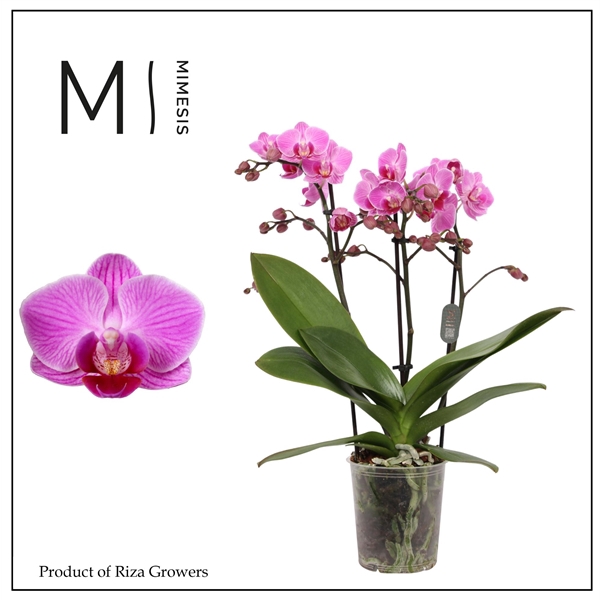 <h4>Mimesis Phal. Vienna - 3 spike 9cm</h4>