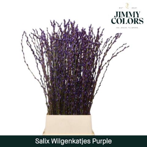 Salix Katjes L120 Purple