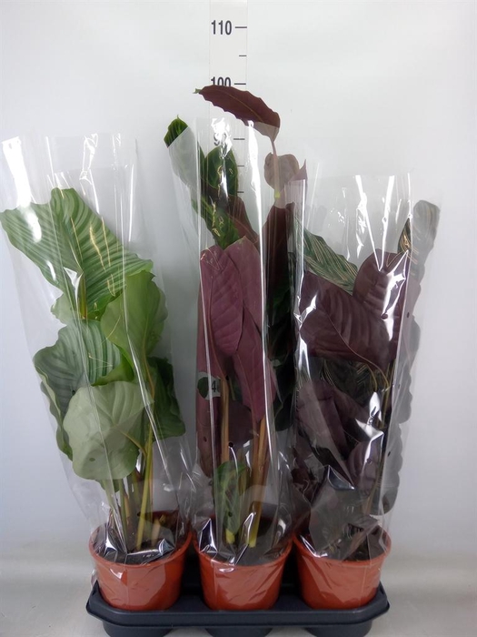 <h4>Calathea   ...mix</h4>