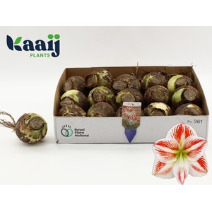 BLOEMBOL HIPPEASTRUM