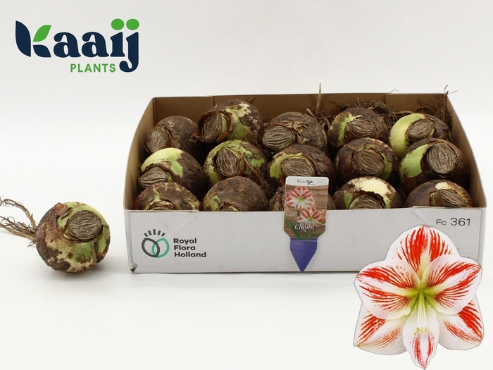 <h4>BLOEMBOL HIPPEASTRUM</h4>