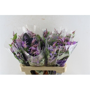 Clematis Amazing Rome Purple