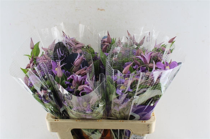 <h4>Clematis Amazing Rome Purple</h4>