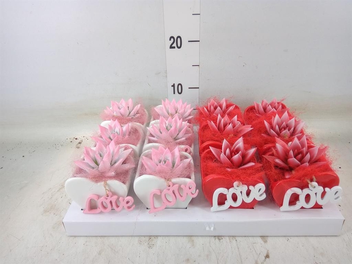 <h4>Arr. Succulents L%</h4>