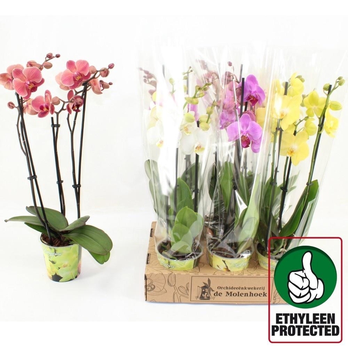 PHAL GEM 4 KL