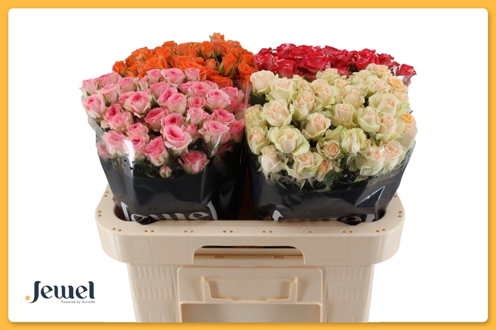 <h4>R TR GEM IN FUST</h4>