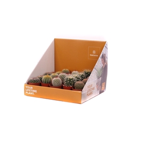 Cactus zuilen 5,5 cm in showdoos your lifetime plant