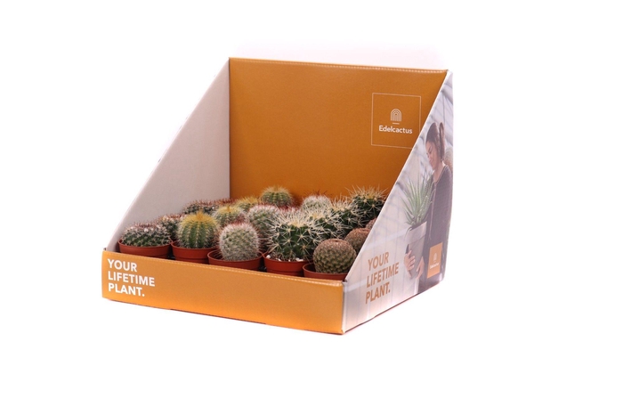 <h4>Cactus bollen 5,5 cm in showdoos your lifetime plant</h4>