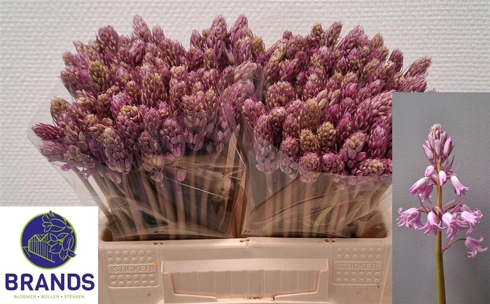 <h4>Scilla Ov Pink</h4>