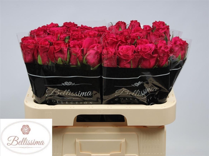 <h4>Rosa a grande fleur Ever Pink</h4>