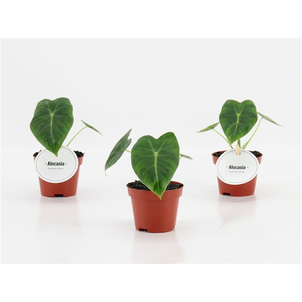 <h4>Alocasia Frydek</h4>