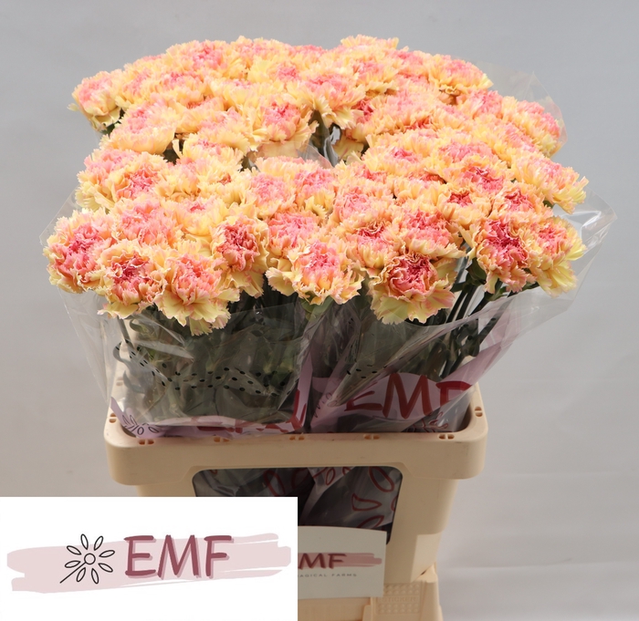 <h4>Di St Activa EMF</h4>