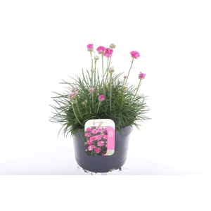 Armeria maritima Splendens
