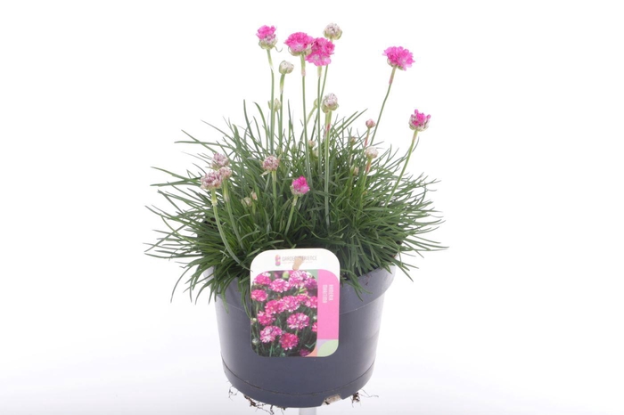<h4>Armeria maritima Splendens</h4>