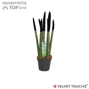Sansevieria VELVET TOUCHZ® Zwart