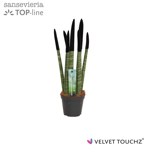 <h4>Sansevieria VELVET TOUCHZ® Zwart</h4>