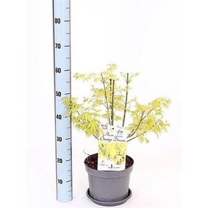 Acer Pa Orange Dream