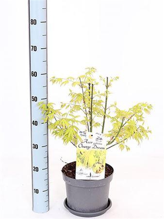 <h4>Acer Pa Orange Dream</h4>