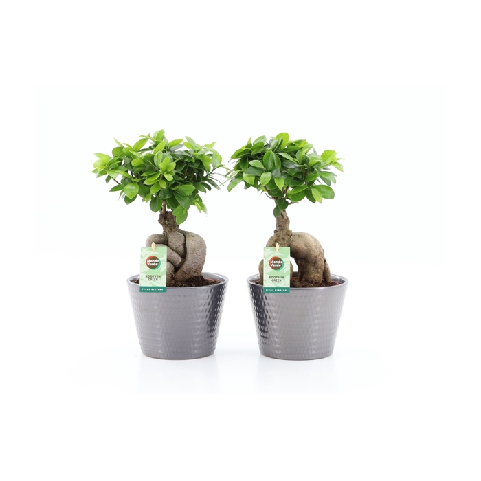 <h4>Ficus Ginseng in Wyberline keramiek pot</h4>