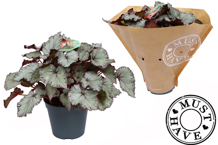 <h4>Begonia BD 'Hawaiian Silver'</h4>