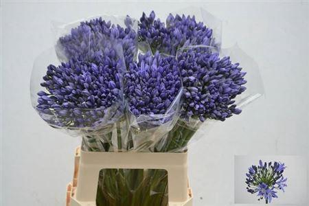 <h4>Agap Arctic Ocean</h4>