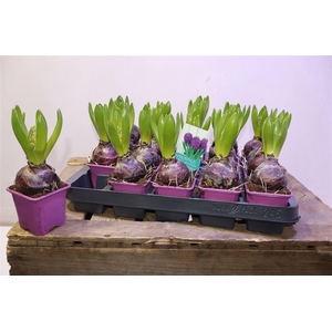 arr8 Hyacin Purple Sensat