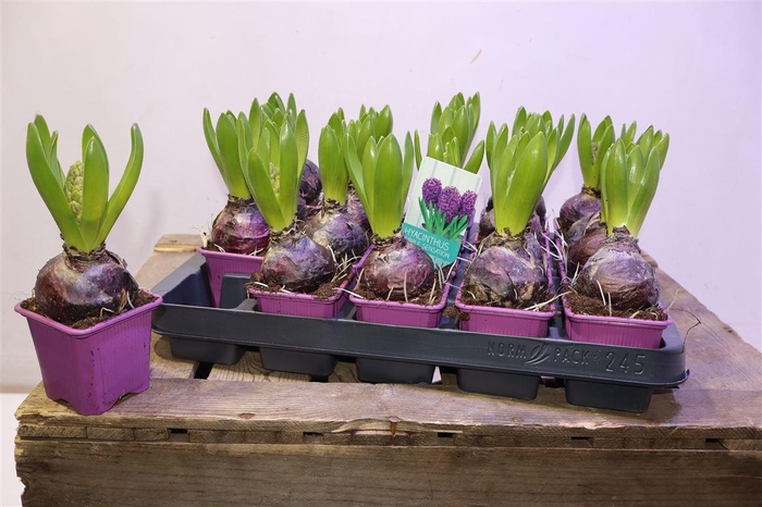 <h4>Hyacin Purple Sensat</h4>